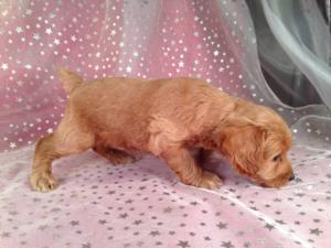 Female Cockapoo Puppy for sale #4 DOB 7/6/13 Ready Soon!  